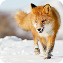 Fox Animal Wallpaper APK