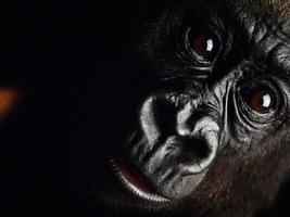 Gorilla Pack 3 Live Wallpaper imagem de tela 2