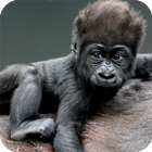 Gorilla Wallpaper أيقونة