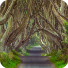 The Dark Hedges Live Wallpaper ícone