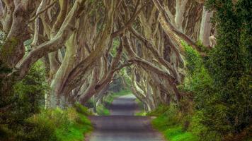 The Dark Hedges Live Wallpaper Plakat