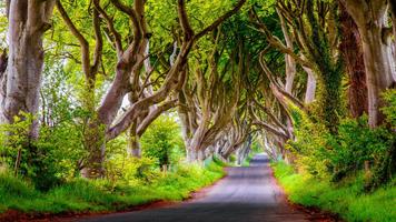 The Dark Hedges Live Wallpaper screenshot 2