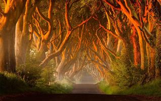 The Dark Hedges Live Wallpaper скриншот 3