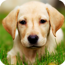 APK Labrador Dog Live Wallpaper