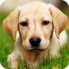 Labrador Dog Live Wallpaper icono