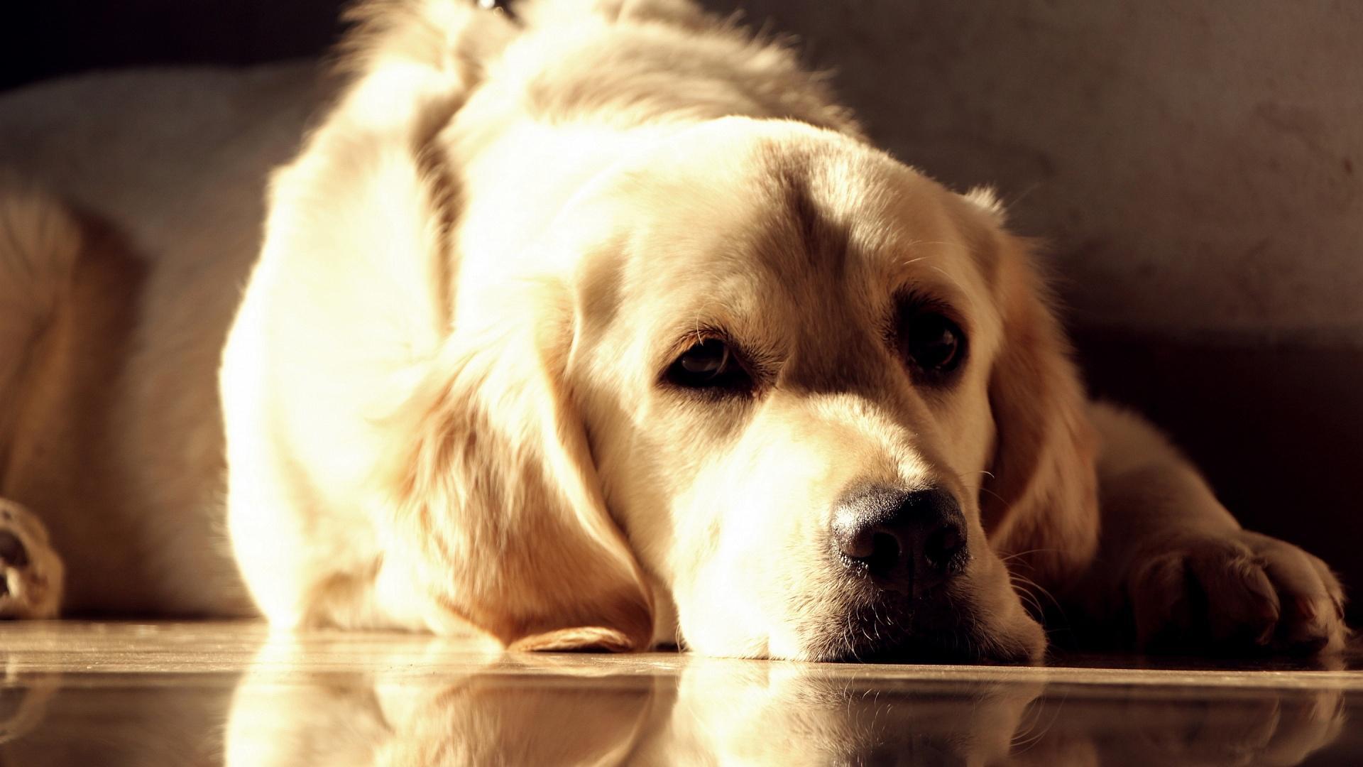 Labrador Dog Live Wallpaper APK for Android Download Labrador Dog Live Wallpaper APK for Android Download