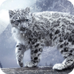 ”Snow Leopard Live Wallpaper