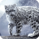 Snow Leopard Live Wallpaper Zeichen