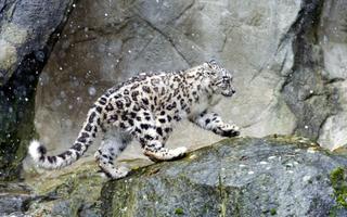 Snow Leopard Live Wallpaper ảnh chụp màn hình 1