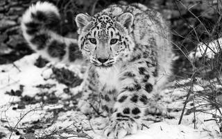 Snow Leopard Live Wallpaper ảnh chụp màn hình 2