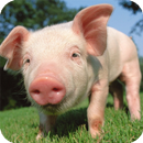 APK Little Pig Live Wallpaper