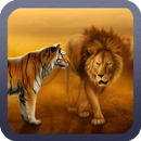 APK Tiger Versus Lion Wallpaper