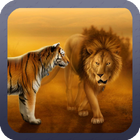 ikon Tiger Versus Lion Wallpaper