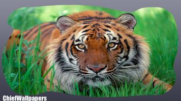 Tiger Versus Lion Wallpaper capture d'écran 2