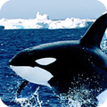Orca Live Wallpaper Animal