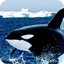 APK Orca Live Wallpaper Animal