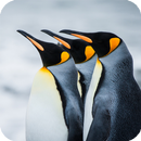 APK Penguin Live Wallpaper