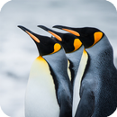 Penguin Live Wallpaper APK