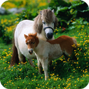 Horse Pony Wallpaper APK