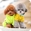 Poodle Dog Wallpaper