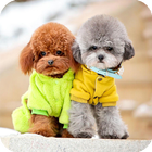 Poodle Dog Wallpaper-icoon