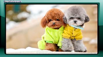 Poodle Dog Wallpaper الملصق