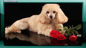 Poodle Dog Wallpaper captura de pantalla 1