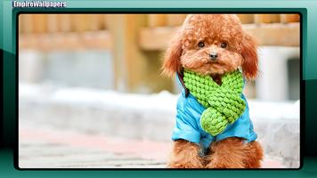 Poodle Dog Wallpaper captura de pantalla 2