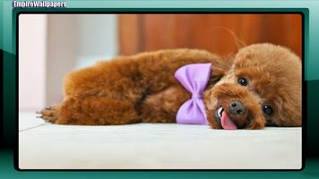 Poodle Dog Wallpaper تصوير الشاشة 3