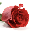 Rose Live Wallpaper icono