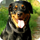 APK Rottweiler Dog Pack 3 Lwp
