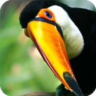 Icona Toucan Bird Live Wallpaper