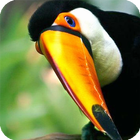 Toucan Bird Live Wallpaper-icoon