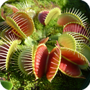 Venus Fly Trap Live Wallpaper APK