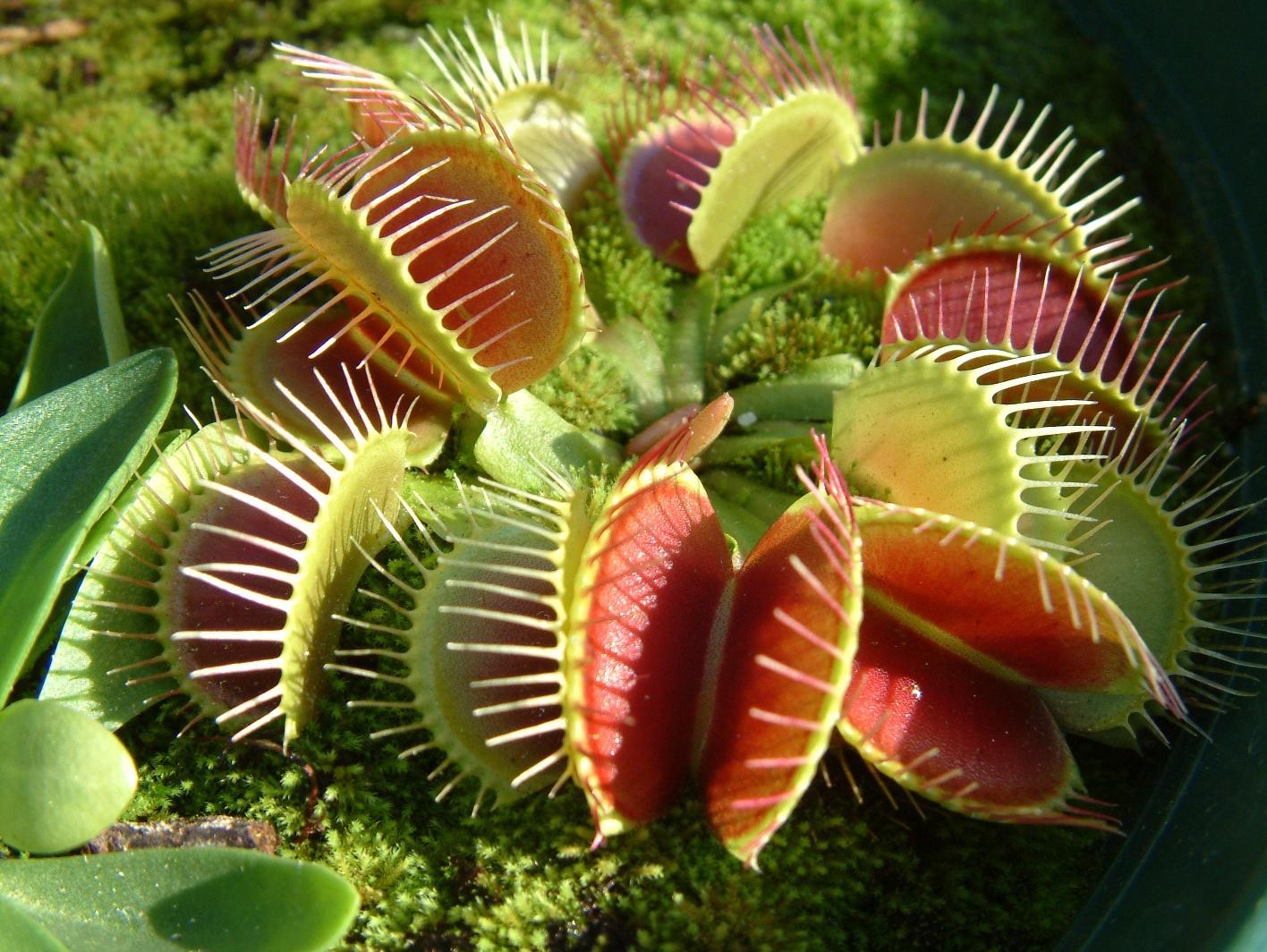 Venus Fly Trap Live Wallpaper Ekran Görüntüsü 3.