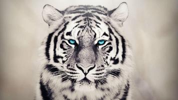 White Tiger Live Wallpaper Affiche