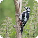 Woodpecker Live Wallpaper APK