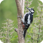 Woodpecker Live Wallpaper ícone
