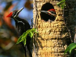 Woodpecker Live Wallpaper imagem de tela 3