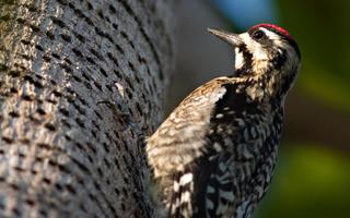 1 Schermata Woodpecker Live Wallpaper