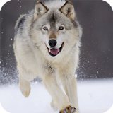 ikon Wolf Live Wallpaper Animal