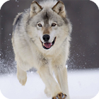 Wolf Live Wallpaper Animal 图标