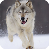 Wolf Live Wallpaper Animal simgesi