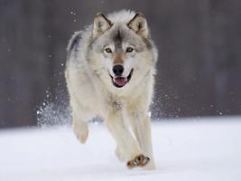 Wolf Live Wallpaper Animal الملصق