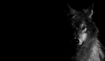 Wolf Live Wallpaper Animal capture d'écran 1