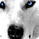 APK Wolf Eyes Live Wallpaper