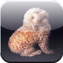 Cockapoo Game APK