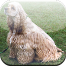 Cocker Spaniel Game APK