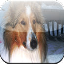 Collie Game APK