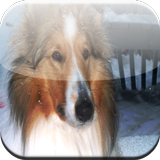 Collie Game أيقونة